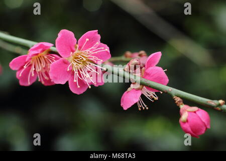 Blossoms of Prunus mume 'Beni-chidori', Japanese apricot emerging in a late winter garden, UK Stock Photo