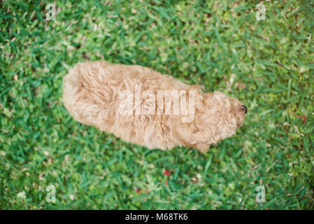 Above view on poodle puppy standing on green grass Stock Photo