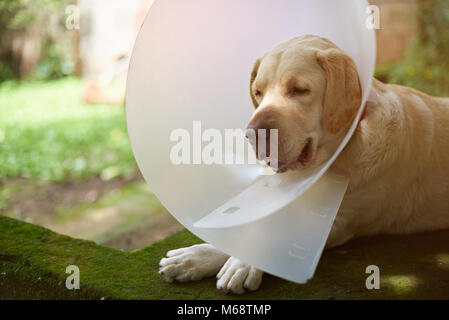 Injured labrador dog waiting with collar cone to heal Stock Photo