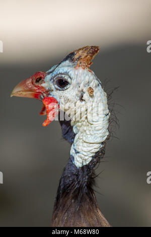 Close up of a Helmeted Guineafowl (Numida meleagris) in Praslin, Seychelles. Stock Photo