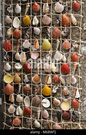 Wall hanging display of seashells on netting with stone wall behind Stock Photo