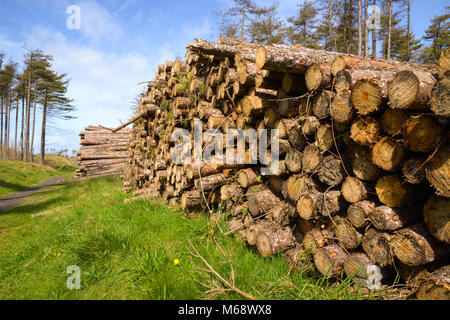 Logging at Pembrey Country Park, Carmarthenshire. Wales. UK. Stock Photo