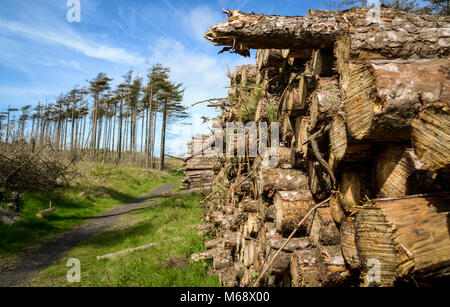 Logging at Pembrey Country Park, Carmarthenshire. Wales. UK. Stock Photo