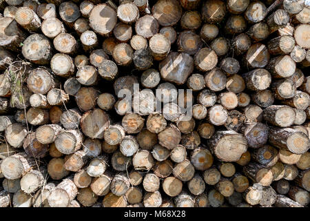 Logging at Pembrey Country Park, Carmarthenshire. Wales. UK. Stock Photo