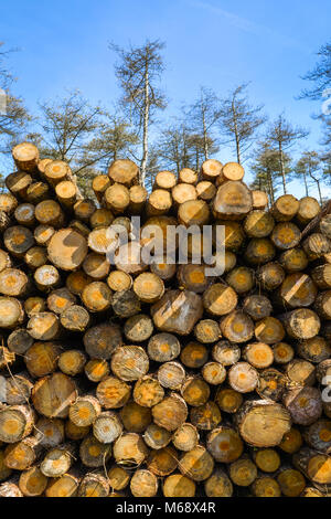 Logging at Pembrey Country Park, Carmarthenshire. Wales. UK. Stock Photo