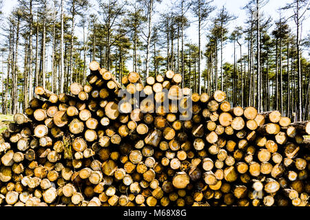 Logging at Pembrey Country Park, Carmarthenshire. Wales. UK. Stock Photo