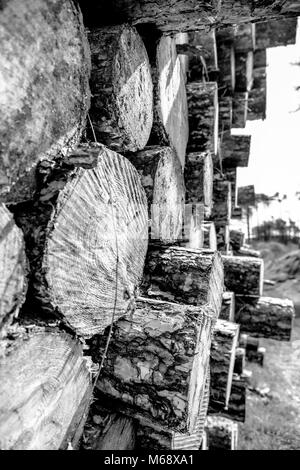 Logging at Pembrey Country Park, Carmarthenshire. Wales. UK. (High contrast B/W applied on post). Stock Photo