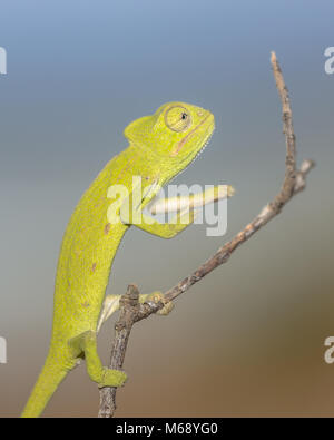 African or sahel chameleon (Chamaeleo africanus) digging his hole Stock ...