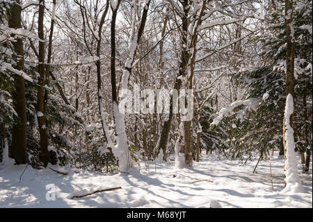 British woodland coated in penetrating wind blown snow from the beast from the east, yet to melt on evergreen and deciduous trees Stock Photo