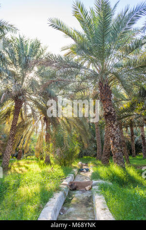 A traditional falaj (irrigational channel) in Jimi Oasis in Al Ain, in the emirate of Abu Dhabi, United Arab Emirates. Stock Photo