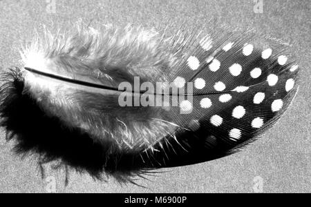 Closeup of brown feathers and plumage of a wild bird Stock Photo