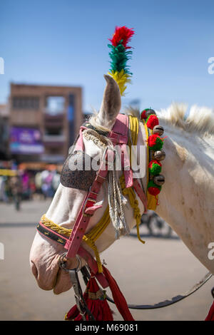 Head of colorfully decorated Indian horse in Jaisalmer, Rajasthan, India Stock Photo