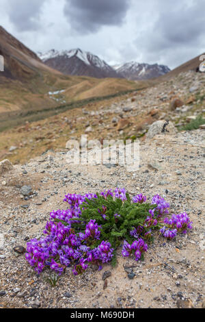 Close-up view of beautiful purple flowers blooming in rocky mountains in Indian Himalayas, Ladakh region, India Stock Photo