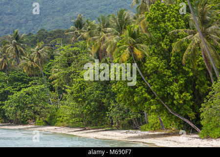 Palm trees on the beautiful empty tropical beach on Koh Chang island in Thailand Stock Photo