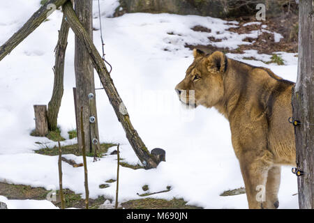 Lioness staring in the distance inside its enclosure on a snowy winter day Stock Photo