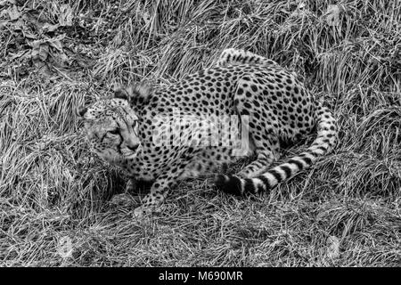 Black and white picture of cheetah camouflaged in a patch of long grass Stock Photo