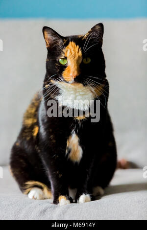 Beautiful calico tortoiseshell tabby cat sitting on a couch Stock Photo