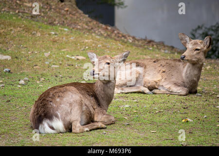 Deer grazing around the Tōdai-ji Buddhist temple complex that was once one of the powerful Seven Great Temples, located in the city of Nara, Japan. Stock Photo