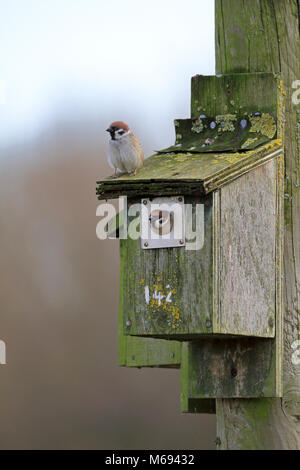 Tree Sparrows, Passer montanus at a nesting box, England, UK. Stock Photo