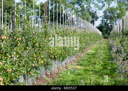 Young fruit trees in modern orchard on fruit farm Stock Photo