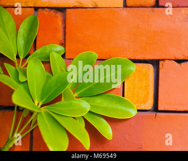 Lush green leaves lying on red pottery brick. A country style garden contrast of the soft green leaves growing across the loosely stacked bricks. Stock Photo
