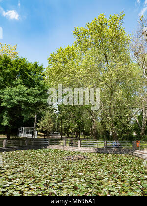 Lacul cu Nuferi (Waterlilies Lake), Felix Baths - Baile Felix, Bihor, Romania Stock Photo