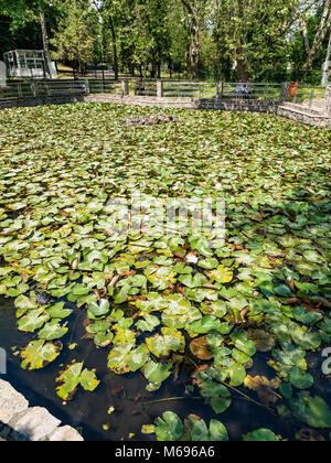 Lacul cu Nuferi (Waterlilies Lake), Felix Baths - Baile Felix, Bihor, Romania Stock Photo