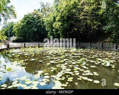 Lacul cu Nuferi (Waterlilies Lake), Felix Baths - Baile Felix, Bihor, Romania Stock Photo