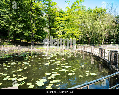 Lacul cu Nuferi (Waterlilies Lake), Felix Baths - Baile Felix, Bihor, Romania Stock Photo