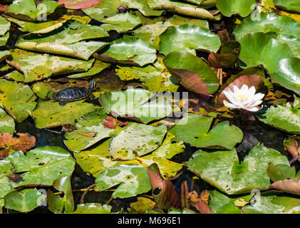 Lacul cu Nuferi (Waterlilies Lake), Felix Baths - Baile Felix, Bihor, Romania Stock Photo