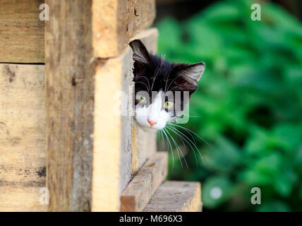 a little scared homeless kitten Peeps out of hiding on the street Stock Photo