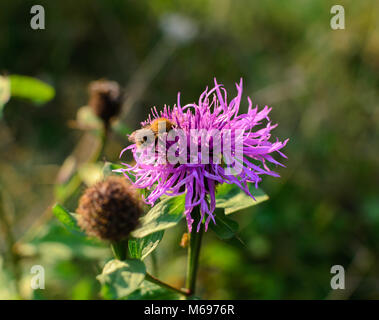 Bee on a purple flower on a meadow macro photo Stock Photo