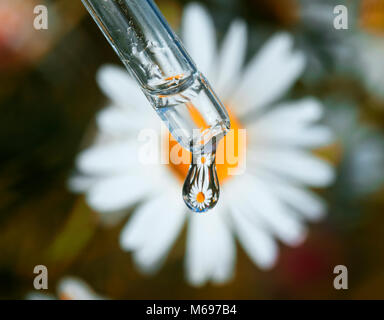 a drop of fragrant chamomile oil drops from a glass pipette on a background of medicinal white flowers Stock Photo