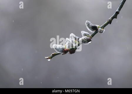 the soft fluffy willow buds covered with rain drops blooming in early spring Stock Photo