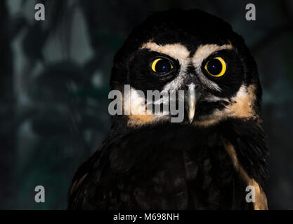 Spectacled Owl (Pulsatrix perspicillata) Stock Photo
