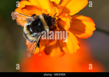 Macro shot of a bumble bee pollinating an orange coreopsis flower Stock Photo