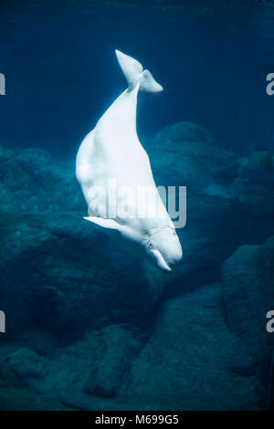 Beluga whale diving in dark deep water Stock Photo - Alamy