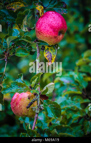 Jonathan apples hanging from their tree Stock Photo