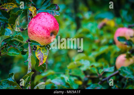 Jonathan apples hanging from their tree Stock Photo