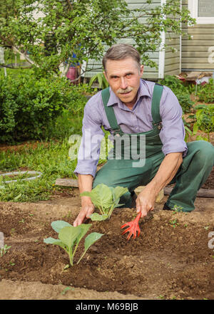 Elderly gardener spud cabbage seedlings in the garden. May Stock Photo