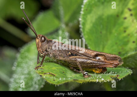 Common Field Grasshopper (Chorthippus brunneus) resting on leaf. Tipperary, Ireland Stock Photo