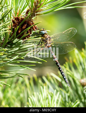 Common Hawker dragonfly (Aeshna juncea) perched high up in a pine tree. Tipperary, Ireland Stock Photo