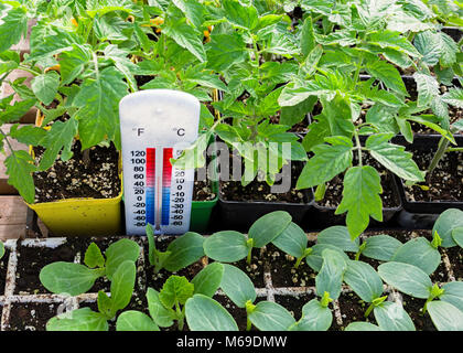 Thermometer registering temperature in the greenhouse. Stock Photo