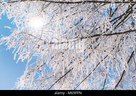 Frosted tree branches close up. Against blue sky and bright sun Stock Photo