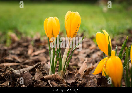 Yellow crocuses emerging in mid-winter through a layer of mulch and leaf mould in UK Stock Photo