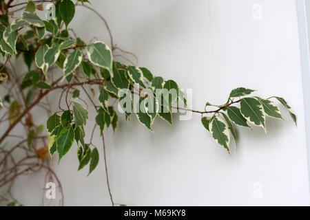Ficus benjamina plant branch isolated on white background Stock Photo