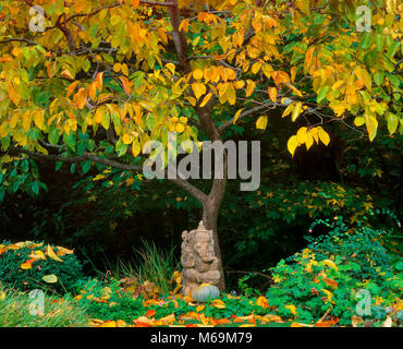 Ganesh, Japanese Persimmon, Diospyros Kaki, Fern Canyon, Mill Valley, California Stock Photo