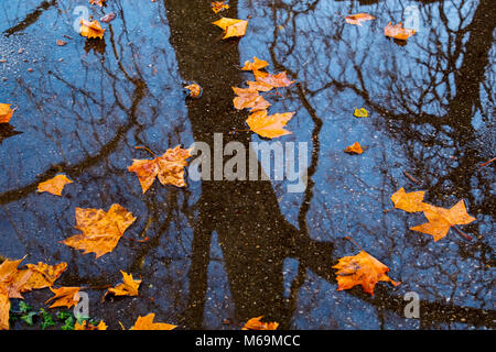 Reflection of autumn leaves in a puddle of rain. Genève Suisse. Geneva. Switzerland Europe Stock Photo