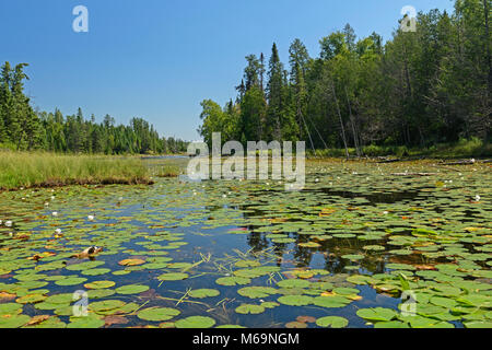 Lily Pads on a Crawford Lake in Quetico Provincial Park in Ontario Stock Photo