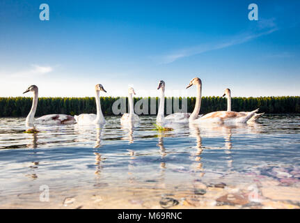 The family of swans floats on the Danube River in Novi Sad, Serbia. Stock Photo